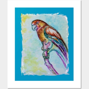 SUN CONURE BIRD Posters and Art